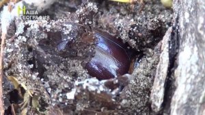 Жук-носорог готовится к зиме