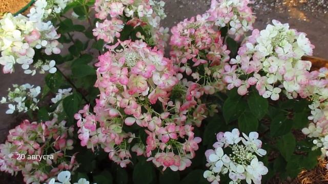 ✿➽ В нашем саду цветет гортензия «Diamant Rouge» 2016 г смотреть онлайн