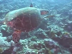 Дмитрий TV. Видео "Подводный мир Индийского океана". 1 Часть.