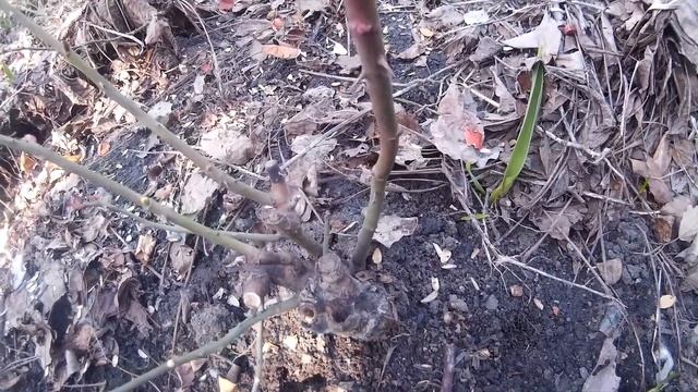 Розы.Пошаговый Уход за Розами Весной и Осенью.Правильная Обрезка Роз. смотреть онлайн