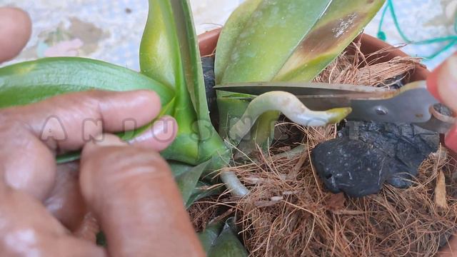 കറുത്ത പാടുകൾ - കാരണങ്ങളും പ്രതിരോധവും|black spot-reasons and prevention|anjusnest смотреть онлайн