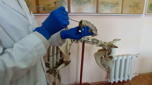 Анатомия животных. смотреть онлайн