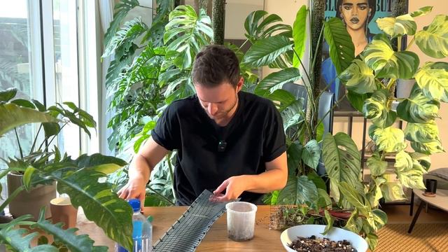 MOSS POLE UPGRADE - using a grow vertical without a pot?! 🤷🏻♂️ смотреть онлайн