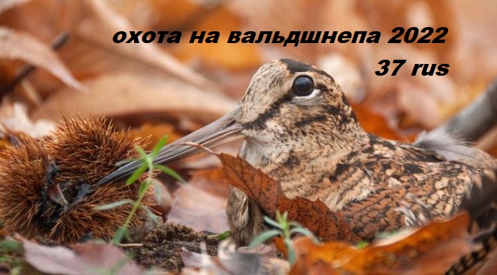 Охота на вальдшнепа 2022. Весенняя охота на вальдшнепа. Охота на вальдшнепа на тяге смотреть онлайн
