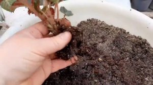 Бегония клубневая из магазина. Что делать с бегонией после покупки?