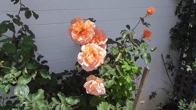 Just Joey Roses Blooming Again смотреть онлайн