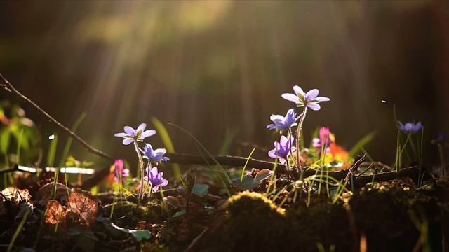 VUELVE A DORMIR RÁPIDO Y SIN ANSIEDAD | Meditación guiada del sueño para dormir profundo | 💖EASY ZE смотреть онлайн