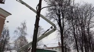 Спил дерева частями Автовышка плюс Арборист