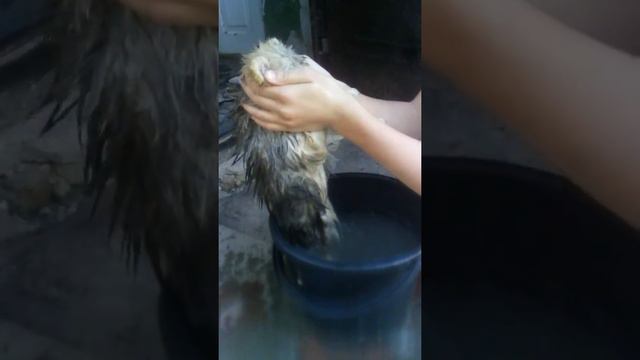 Злая сабака но милая смотреть онлайн