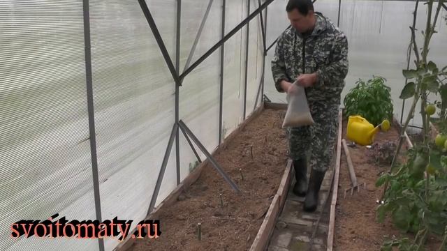 Осенние работы в теплице после уборки томатов смотреть онлайн