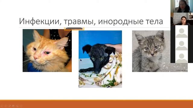 Уход за глазами у кошек и собак смотреть онлайн
