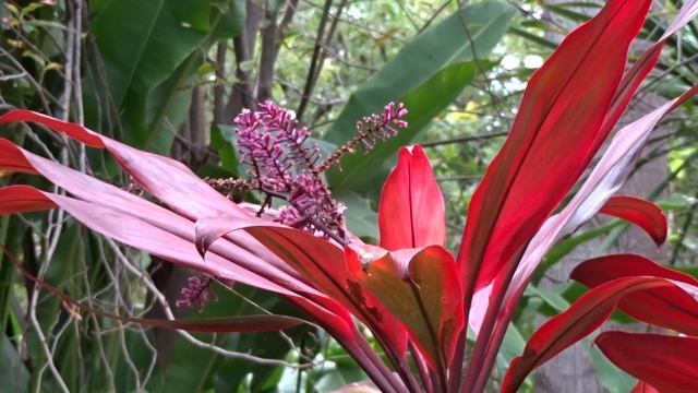 Cordiline Príncipe Alberto: Cordyline fruticosa Prince Albert (www.riomoros.com) смотреть онлайн