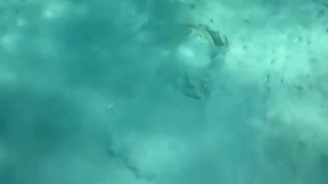 скат и угорь