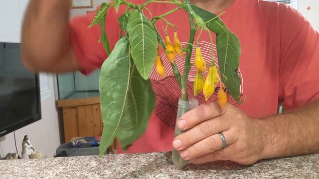 Редкий вид папайи Oak leaf papaya, Vasconcellea quercifolia смотреть онлайн
