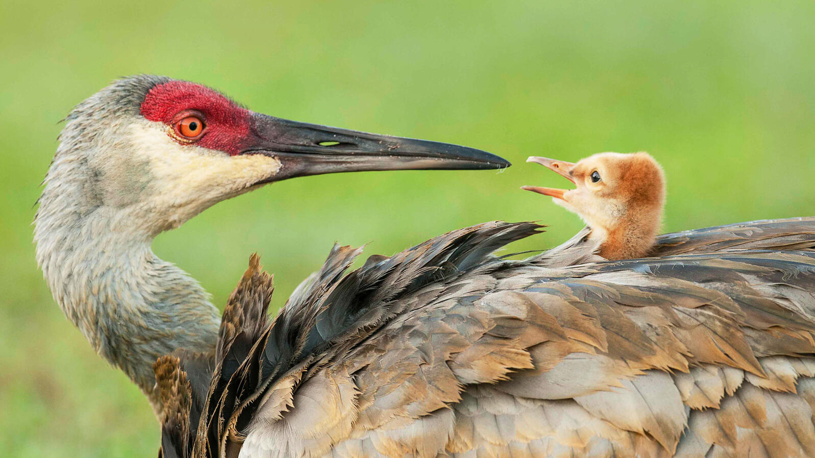 песня Журавлик (запись от 2013 года) смотреть онлайн