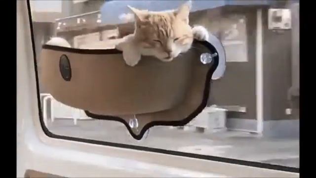 Плацкарт  Боковушка.