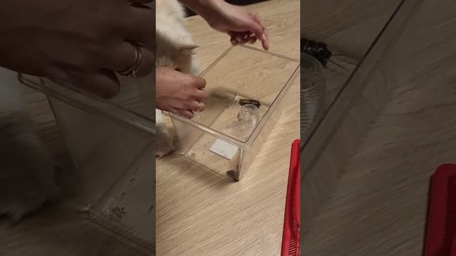 Мадагаскарский таракан шипит и очень недоволен. смотреть онлайн