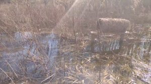 Делал гнезда для диких уток, результат радует