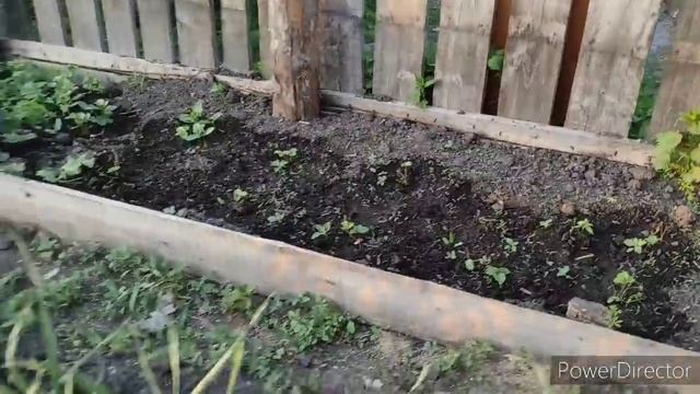 У родителей....огород....ЖАРА ...Как живут в деревне ... смотреть онлайн