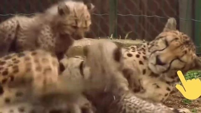 Гепард. Самое БЫСТРОЕ сухопутное ЖИВОТНОЕ на ПЛАНЕТЕ смотреть онлайн