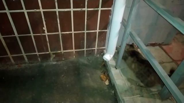 СЕРЬЕЗНЫЙ РАЗГОВОР КОШКИ И МЫШКИ! смотреть онлайн