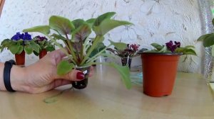 В какой ГОРШОК сажать ФИАЛКУ?