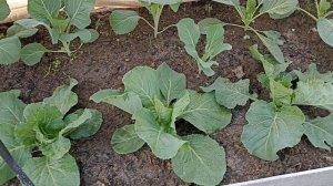 Как заставить капусту завязывать кочаны?