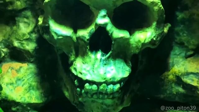 Довели до совершенства террариум Exoterra, фон с водопадом своими руками смотреть онлайн