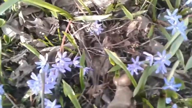 Пролески лесные и Хионодокса Proleski forest and Hionodoksa смотреть онлайн