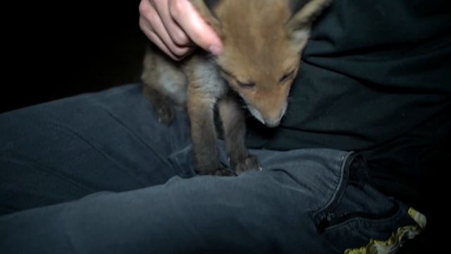 ДНЕВНИК ЛИСЫ. Ночная охота лисят смотреть онлайн