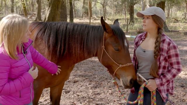 DT Horse Trainer смотреть онлайн