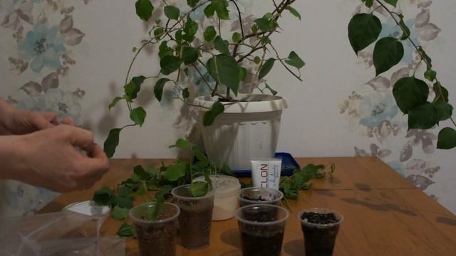 Бугенвиллия укоренение в разных субстрактах.Уход.Bougainvillea Rooting In Different Substrates.