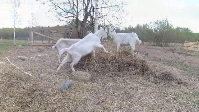 ОСЁЛ Vs АЛАБАЙ  И ДРУГИЕ  / ХУТОР ЗАГАЙКИ