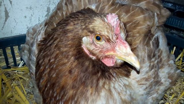 ЧТО ДЕЛАТЬ?? курица ЮРЛОВСКАЯ голосист.?КВОКЧЕТ!!! смотреть онлайн