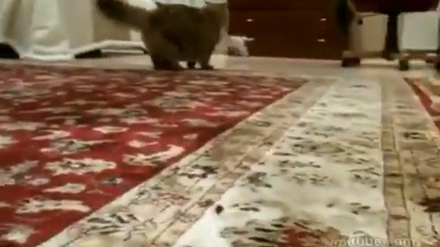 Маленькая собачка достает кота смотреть онлайн