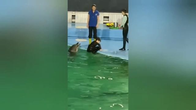 Плавание с делфинами смотреть онлайн