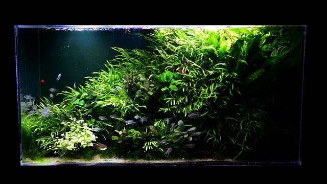 The Best 4K Aquarium for Relaxation ? Sleep Relax Meditation Music - Planted Aquarium Fish Feeding смотреть онлайн