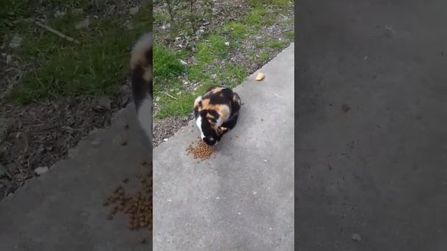 Беременную кошку накормили смотреть онлайн