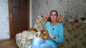 Немецкий и Померанский шпиц- Отличия. Как делятся по размеру немецкие шпицы.