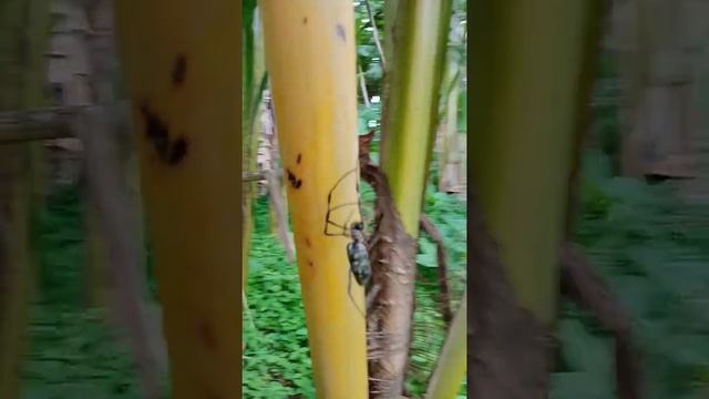 SPIDER Climber webs (Nephila pilipes) смотреть онлайн