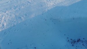 Ранняя выставка пчёл весной!Ошибка?Птицы пируют!