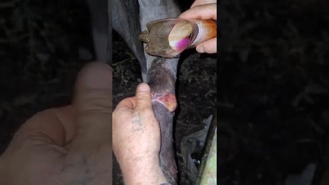 лечение лошади , опухоль и рана заживает смотреть онлайн