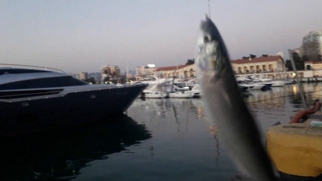 Рыбалка в порту Сочи: Кефаль смотреть онлайн