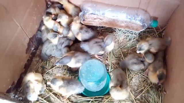 Утята фавориты / утятам 10 дней