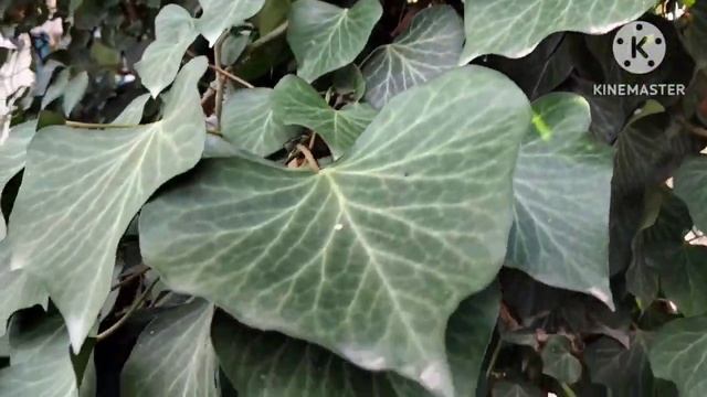 Плющ обыкновенный в ноябре. смотреть онлайн