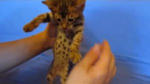 Бенгальский котик 1