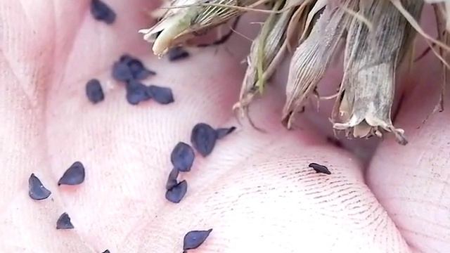 Harvesting Sweet William Seeds смотреть онлайн