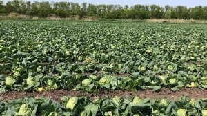 Капуста б/к ранняя AS-2018 F1 (Atakama Seeds)