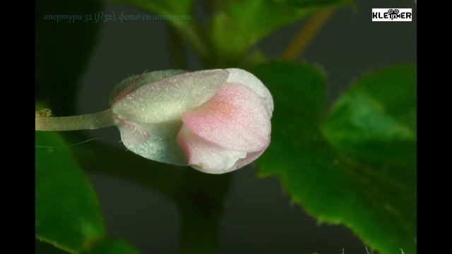 Апертура (диафрагма), глубина резкости, мини курс основы фотографии