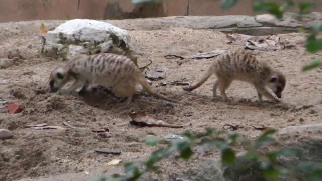 Зоопарк Дусит в Бангкоке Dusit zoo Bangkok смотреть онлайн